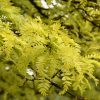 Honeylocust Sunburst #15 - Image 2